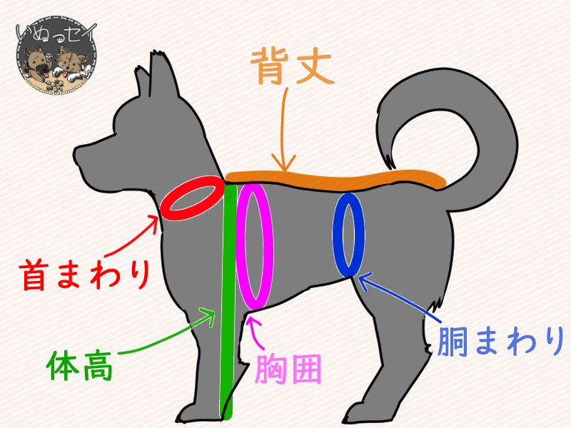 中型犬のリアル 抱き心地から服のサイズまで いぬっセイ